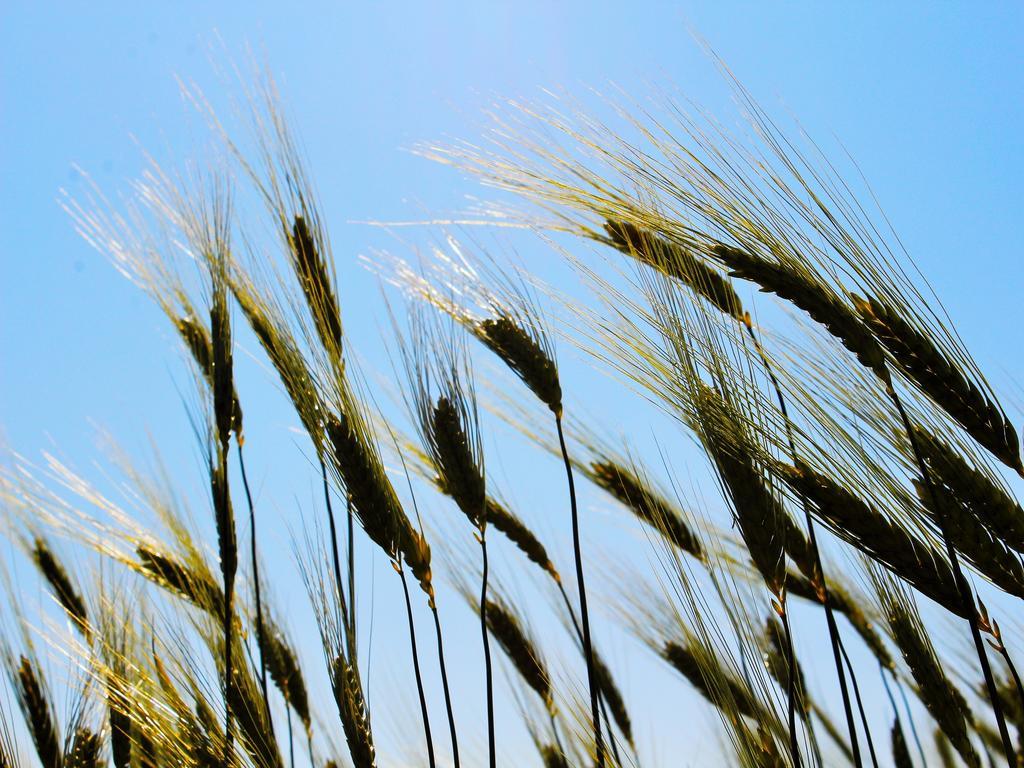 Вилла Agri Rio Рио-Сальсо-ди-Тавуллия Экстерьер фото